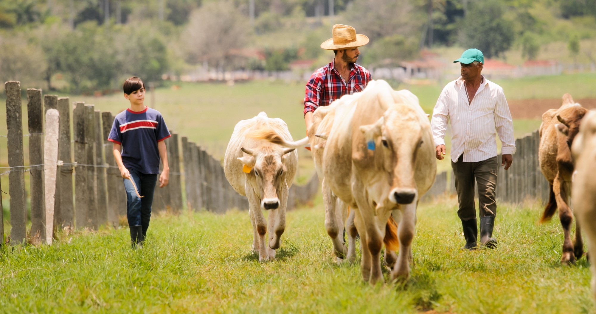 Everyday life for farmer with cows in the countryside. Peasant work in Latin America with livestock in family ranch. Grandpa, dad and son grazing cattle.