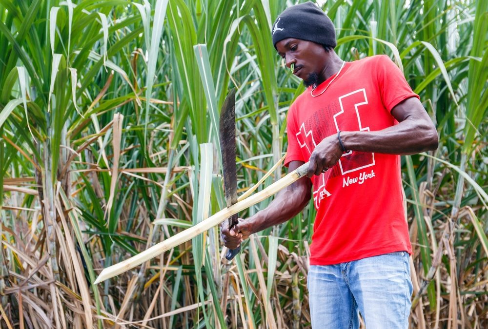 Barbados has a unique opportunity to promote agrotourism through its rum heritage.