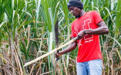 Barbados has a unique opportunity to promote agrotourism through its rum heritage.