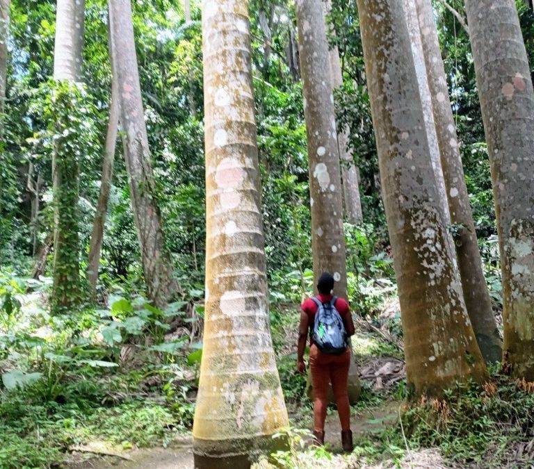 Exploring Barbados’ Sustainable Agritourism Potential